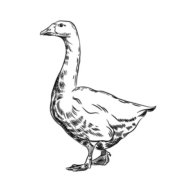 A Goose